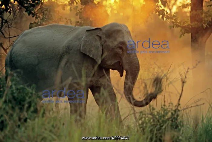  : Indian  /  Asian Elephant cleaning grass before eating