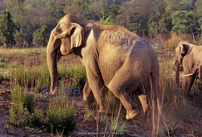 : Indian / Asian Elephant climbing uphill : Indian / Asian Elephant climbing uphill