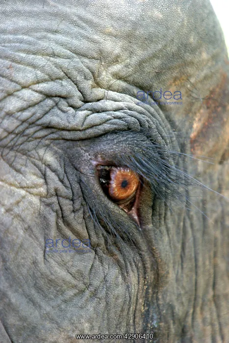 : Indian / Asian elephant - close-up of eye and surrounding : Indian / Asian elephant - close-up of eye and surrounding