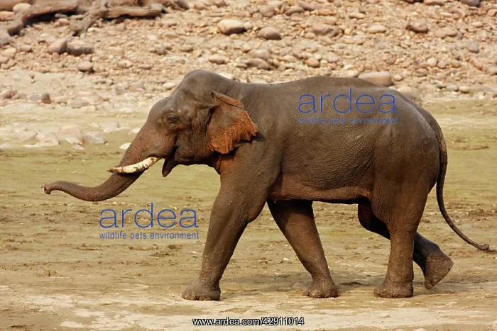 : Indian / Asian Elephant communicating : Indian / Asian Elephant communicating