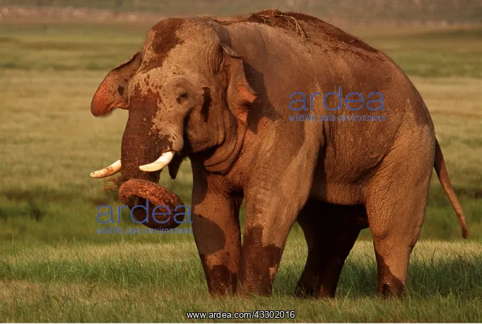 : INDIAN / ASIAN ELEPHANT - covered in mud : INDIAN / ASIAN ELEPHANT - covered in mud