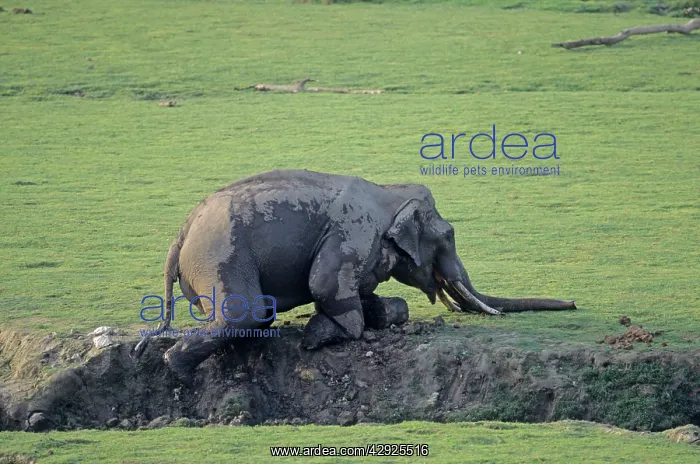 : Indian / Asian Elephant digging the ground : Indian / Asian Elephant digging the ground