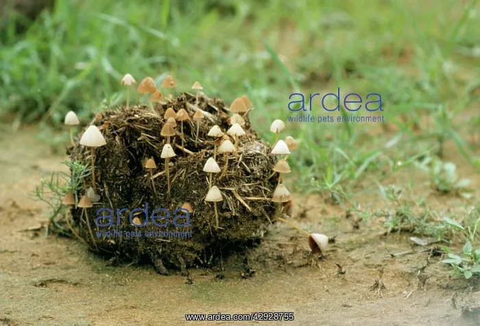 : Indian / Asian Elephant Dung - With toadstools : Indian / Asian Elephant Dung - With toadstools