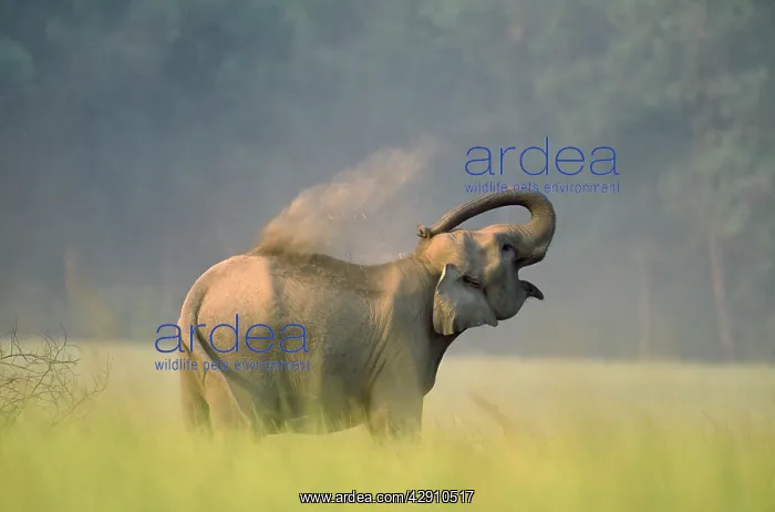 : Indian / Asian ELEPHANT - Dust bathing : Indian / Asian ELEPHANT - Dust bathing