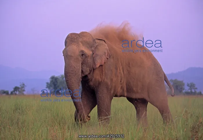 : Indian / Asian Elephant dust bathing : Indian / Asian Elephant dust bathing