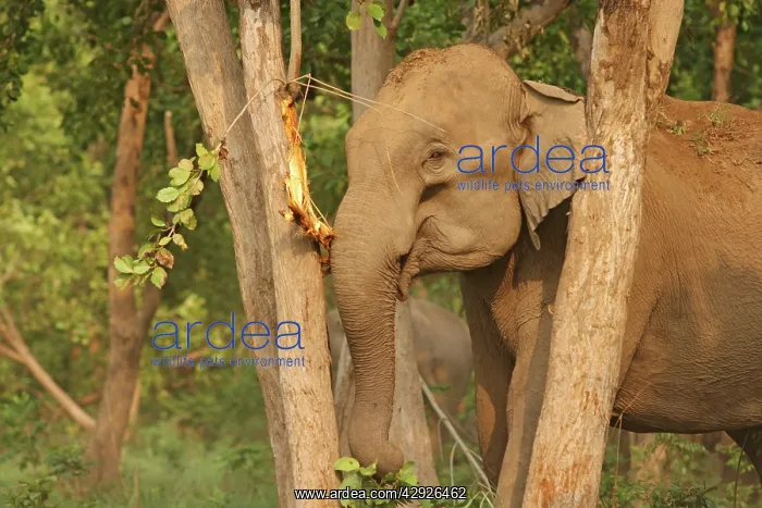 : Indian / Asian Elephant - eating Sal bark : Indian / Asian Elephant - eating Sal bark