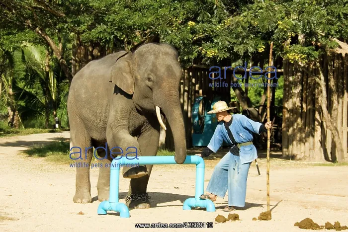: Indian / Asian Elephant - Elephant and mahout during : Indian / Asian Elephant - Elephant and mahout during