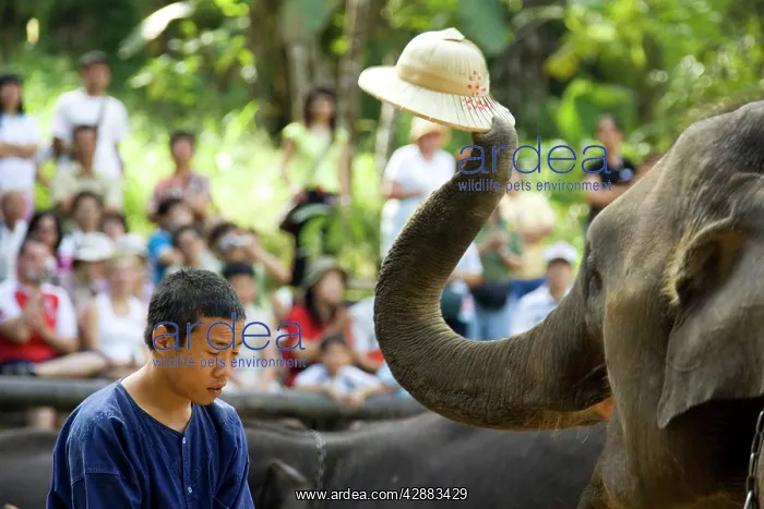 : Indian / Asian Elephant - Elephant and its mahout : Indian / Asian Elephant - Elephant and its mahout