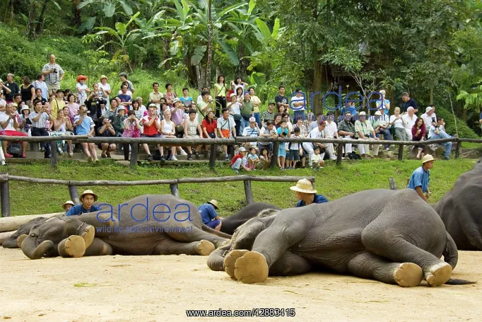 : Indian / Asian Elephant - Elephant show with mahouts : Indian / Asian Elephant - Elephant show with mahouts