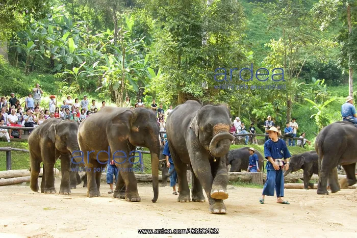  : Indian  /  Asian Elephant - Elephant show with mahouts