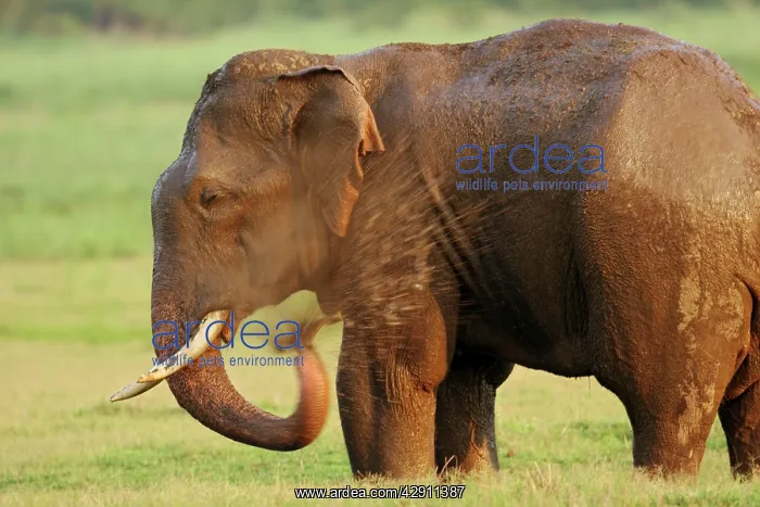 : Indian / Asian Elephant enjoying the bath : Indian / Asian Elephant enjoying the bath