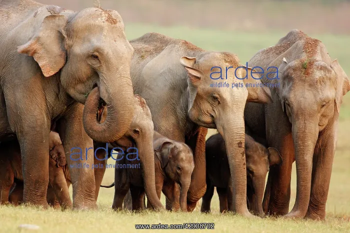 : Indian / Asian Elephant family : Indian / Asian Elephant family