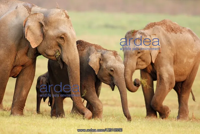 : Indian / Asian Elephant family : Indian / Asian Elephant family