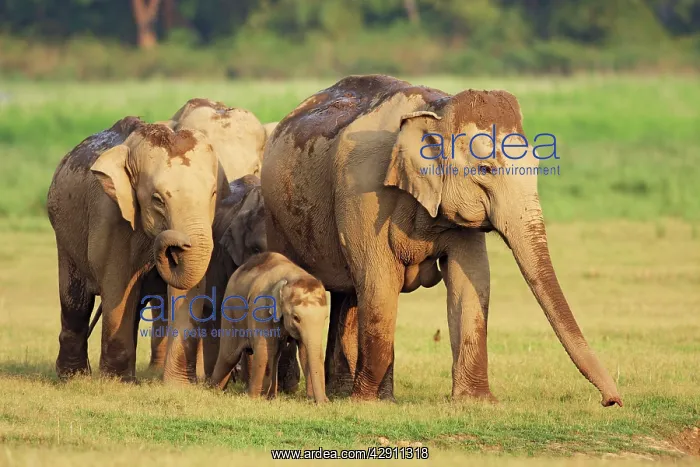 : Indian / Asian Elephant family : Indian / Asian Elephant family