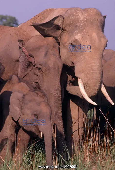 : Indian / Asian Elephant family : Indian / Asian Elephant family