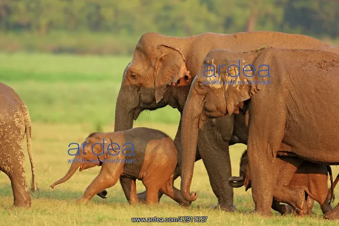 : Indian / Asian Elephant family coming out of waterhole : Indian / Asian Elephant family coming out of waterhole