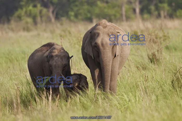 : Indian Asian Elephant family in the savannah, Corbett : Indian Asian Elephant family in the savannah, Corbett