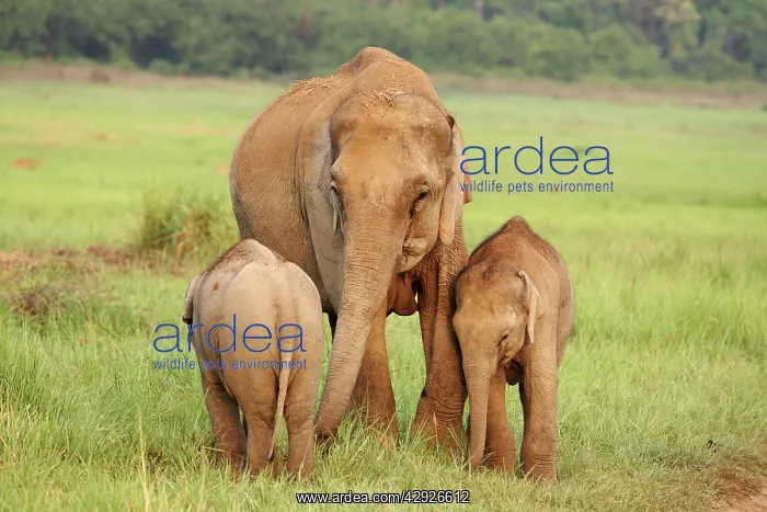: Indian / Asian Elephant - female with two calves : Indian / Asian Elephant - female with two calves
