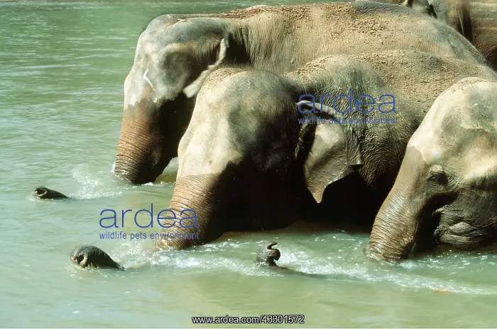: INDIAN / ASIAN ELEPHANT - Females in river : INDIAN / ASIAN ELEPHANT - Females in river