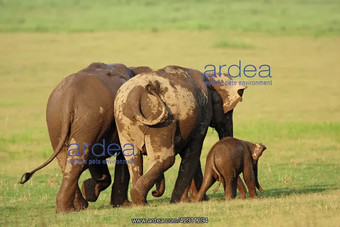  : Indian  /  Asian Elephant going to forest after bath