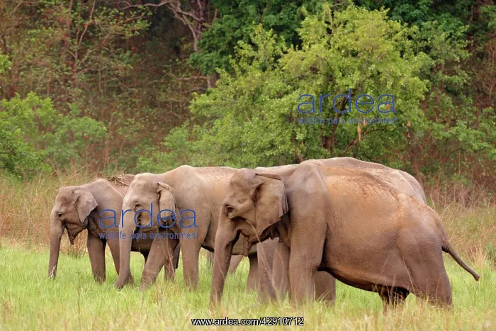 : Indian / Asian Elephant in the grassland : Indian / Asian Elephant in the grassland