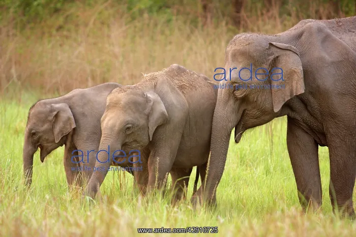 : Indian / Asian Elephant in the grassland : Indian / Asian Elephant in the grassland