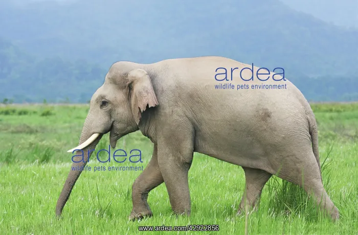 : Indian / Asian Elephant in the grassland : Indian / Asian Elephant in the grassland