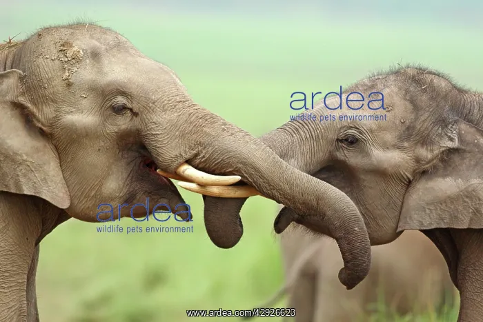 : Indian / Asian Elephant - two greeting each other : Indian / Asian Elephant - two greeting each other