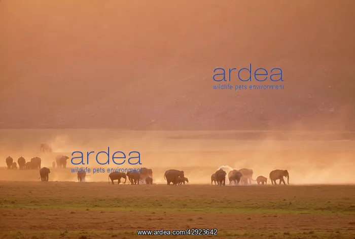 : Indian / Asian ELEPHANT - Group on the Ramganga : Indian / Asian ELEPHANT - Group on the Ramganga