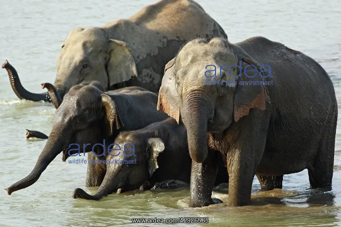 : Indian / Asian Elephant - group in water : Indian / Asian Elephant - group in water