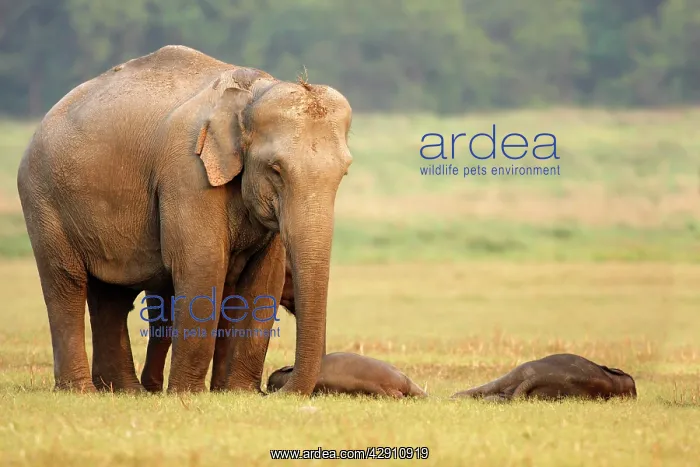 : Indian / Asian Elephant guarding the sleeping calves : Indian / Asian Elephant guarding the sleeping calves
