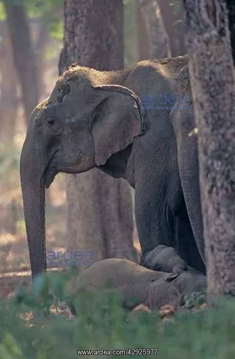 : Indian / Asian Elephant guarding the sleeping calves : Indian / Asian Elephant guarding the sleeping calves