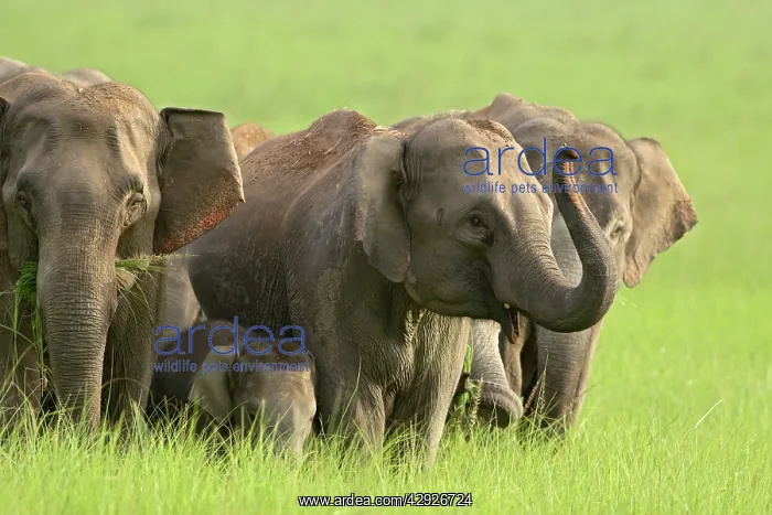 : Indian / Asian Elephant - herd : Indian / Asian Elephant - herd