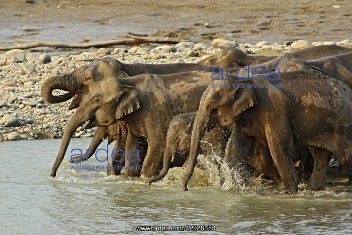 : Indian / Asian Elephant - herd drinking at water : Indian / Asian Elephant - herd drinking at water