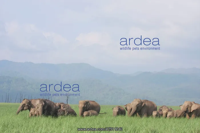 : Indian / Asian Elephant herd in the open country : Indian / Asian Elephant herd in the open country