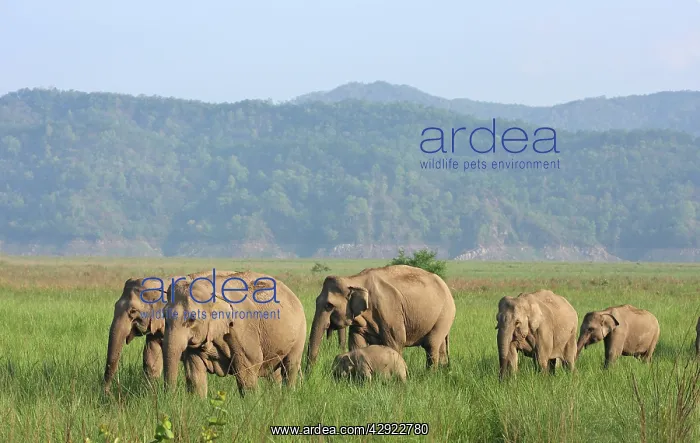 : Indian / Asian Elephant herd in the open country : Indian / Asian Elephant herd in the open country