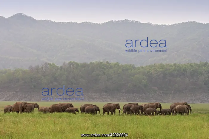 : Indian / Asian Elephant - herd walking : Indian / Asian Elephant - herd walking