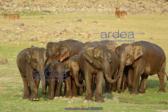 : Indian / Asian Elephant - herd, wet from bathing : Indian / Asian Elephant - herd, wet from bathing