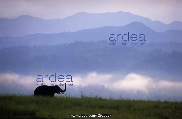 : Indian / Asian Elephant - In the Himalayan foothills : Indian / Asian Elephant - In the Himalayan foothills