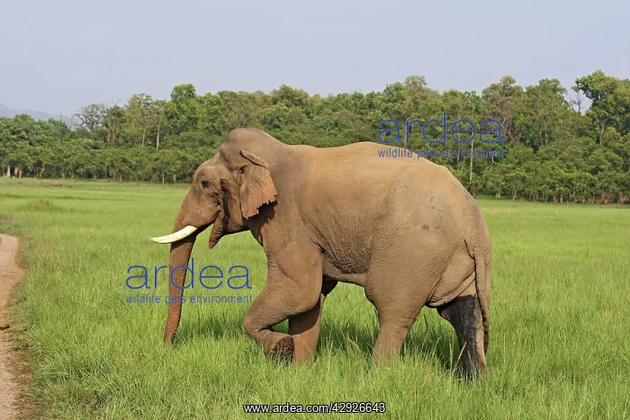  : Indian  /  Asian Elephant - male in musth