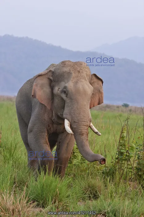 : Indian Asian Elephant, male, in the savannah, Corbett : Indian Asian Elephant, male, in the savannah, Corbett