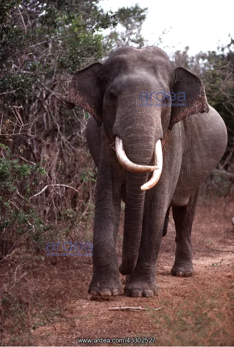 : INDIAN / ASIAN ELEPHANT - Male, in threat position : INDIAN / ASIAN ELEPHANT - Male, in threat position