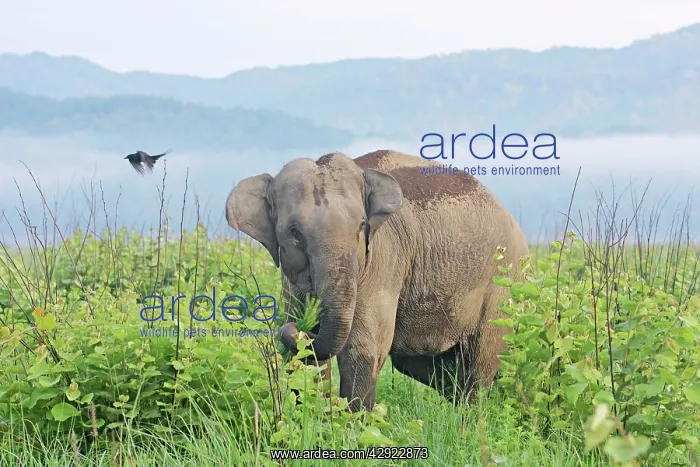 : Indian / Asian Elephant in the misty morning : Indian / Asian Elephant in the misty morning