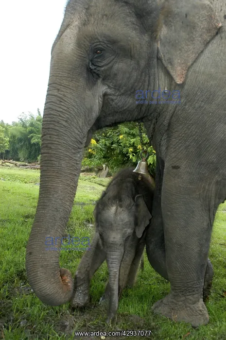 : Indian  /  Asian Elephant - mother and calf 3 days old