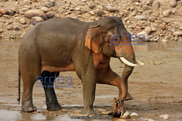 : Indian / Asian Elephant performing pedicure : Indian / Asian Elephant performing pedicure