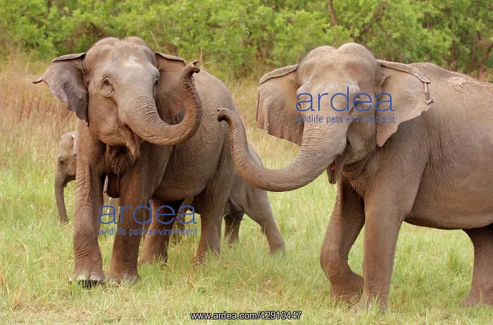  : Indian  /  Asian Elephant at play