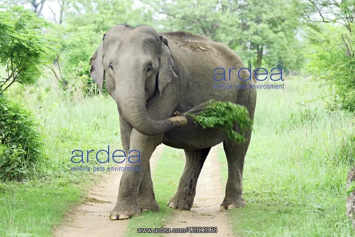 : Indian / Asian Elephant at play : Indian / Asian Elephant at play