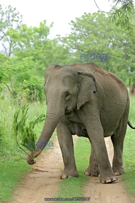 : Indian / Asian Elephant at play : Indian / Asian Elephant at play