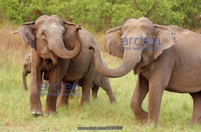 : Indian / Asian Elephant at play : Indian / Asian Elephant at play