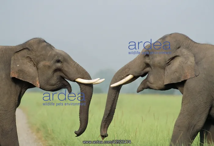 : Indian / Asian ELEPHANT - play fighting : Indian / Asian ELEPHANT - play fighting